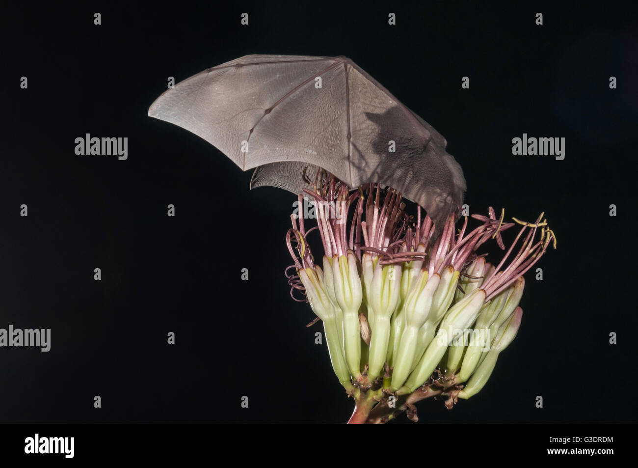 Lesser long-nosed bat, Leptonycteris yerbabuenae (curasoae), feeding on agave blooms, Green Valley, Arizona, USA Stock Photo