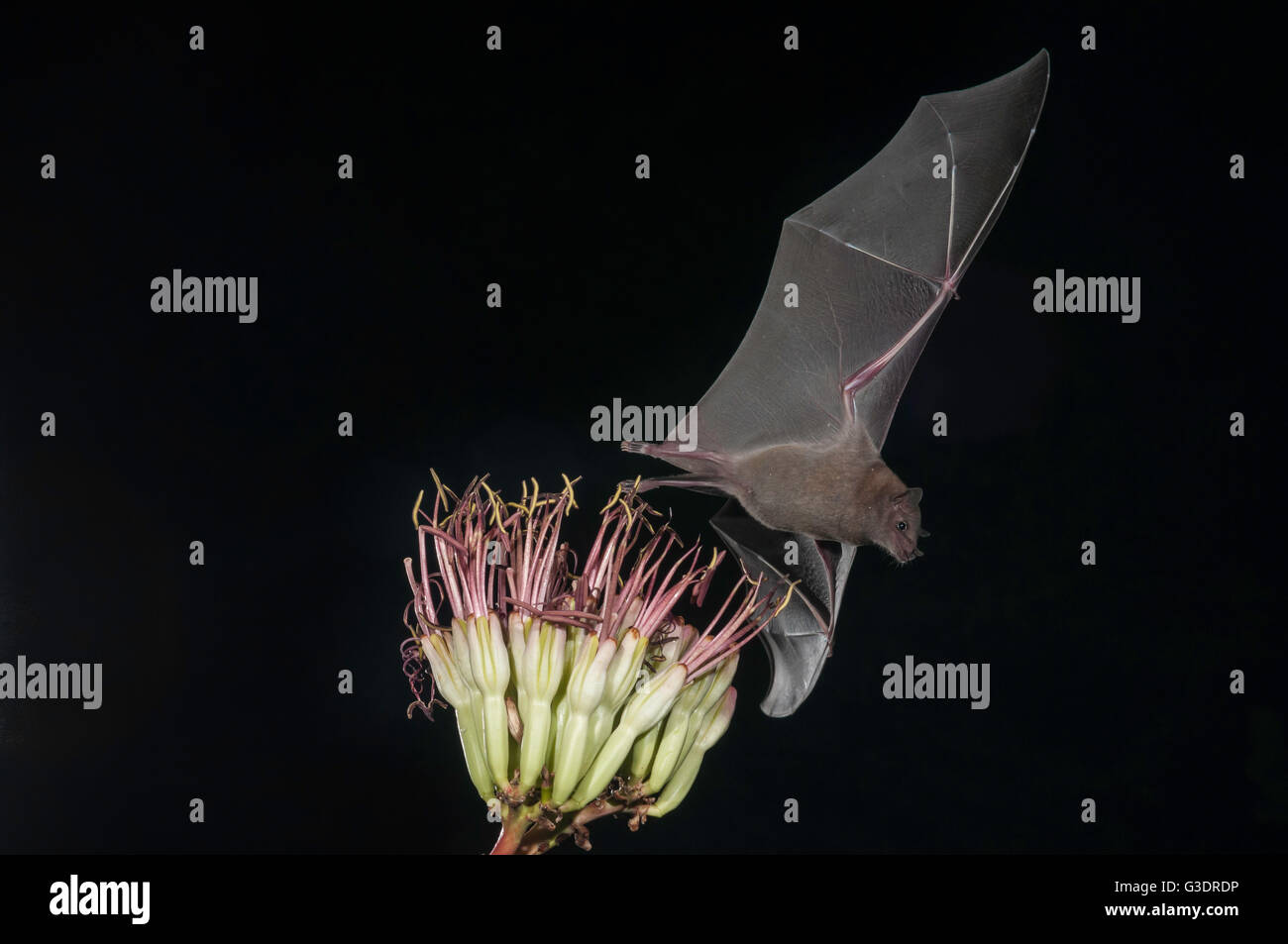 Lesser long-nosed bat, Leptonycteris yerbabuenae (curasoae), feeding on agave blooms, Green Valley, Arizona, USA Stock Photo
