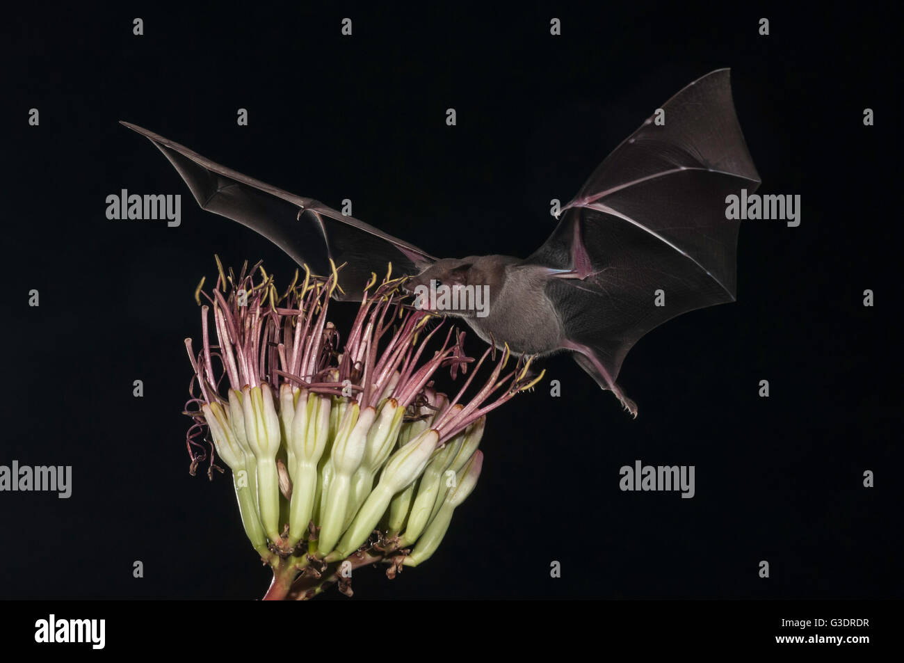 Lesser long-nosed bat, Leptonycteris yerbabuenae (curasoae), feeding on agave blooms, Green Valley, Arizona, USA Stock Photo