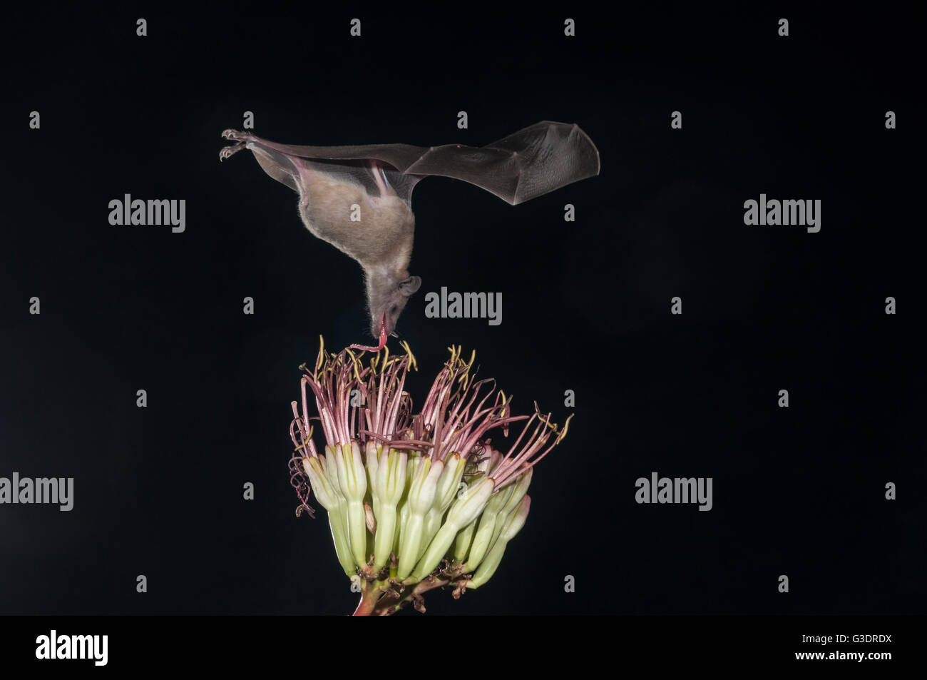 Lesser long-nosed bat, Leptonycteris yerbabuenae (curasoae), feeding on agave blooms, Green Valley, Arizona, USA Stock Photo