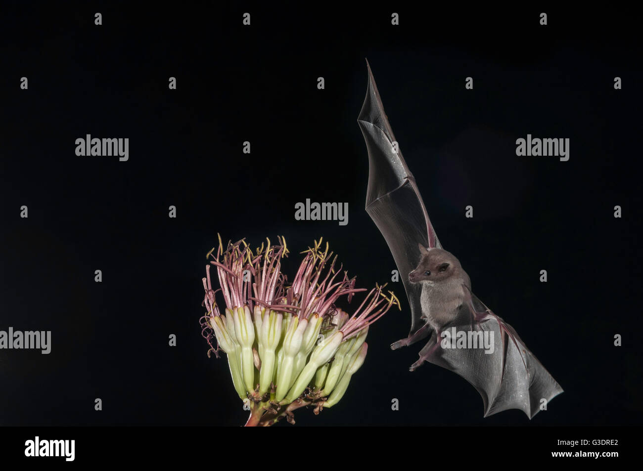 Lesser long-nosed bat, Leptonycteris yerbabuenae (curasoae), feeding on agave blooms, Green Valley, Arizona, USA Stock Photo