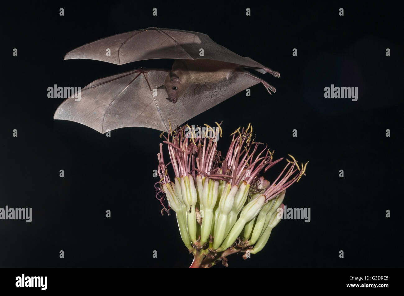 Lesser long-nosed bat, Leptonycteris yerbabuenae (curasoae), feeding on agave blooms, Green Valley, Arizona, USA Stock Photo