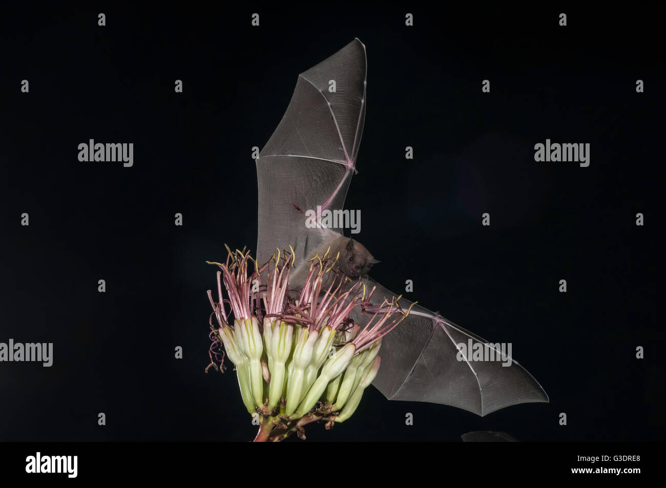 Lesser long-nosed bat, Leptonycteris yerbabuenae (curasoae), feeding on agave blooms, Green Valley, Arizona, USA Stock Photo