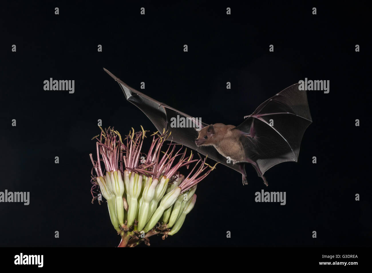 Lesser long-nosed bat, Leptonycteris yerbabuenae (curasoae), feeding on agave blooms, Green Valley, Arizona, USA Stock Photo