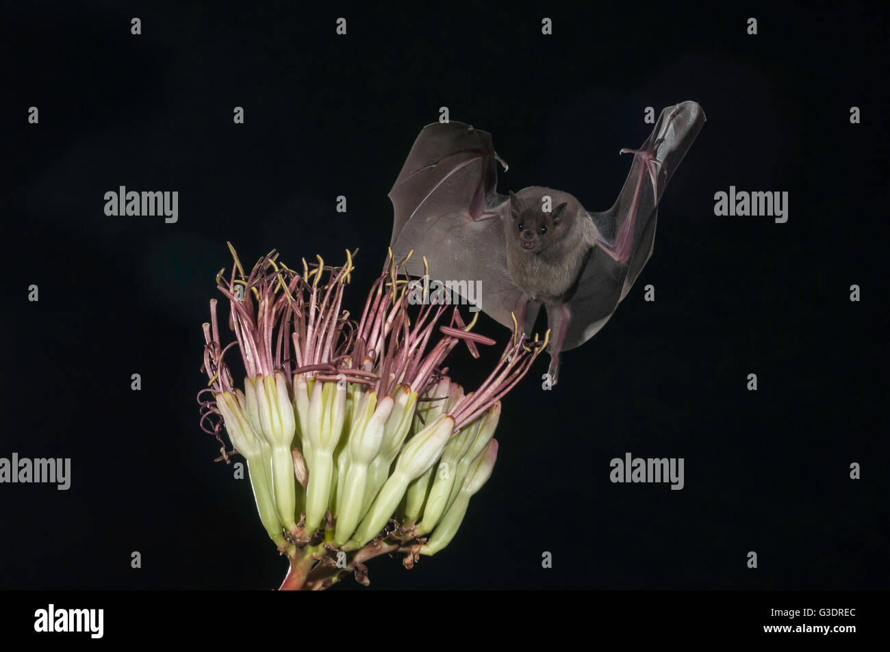 Lesser long-nosed bat, Leptonycteris yerbabuenae (curasoae), feeding on agave blooms, Green Valley, Arizona, USA Stock Photo