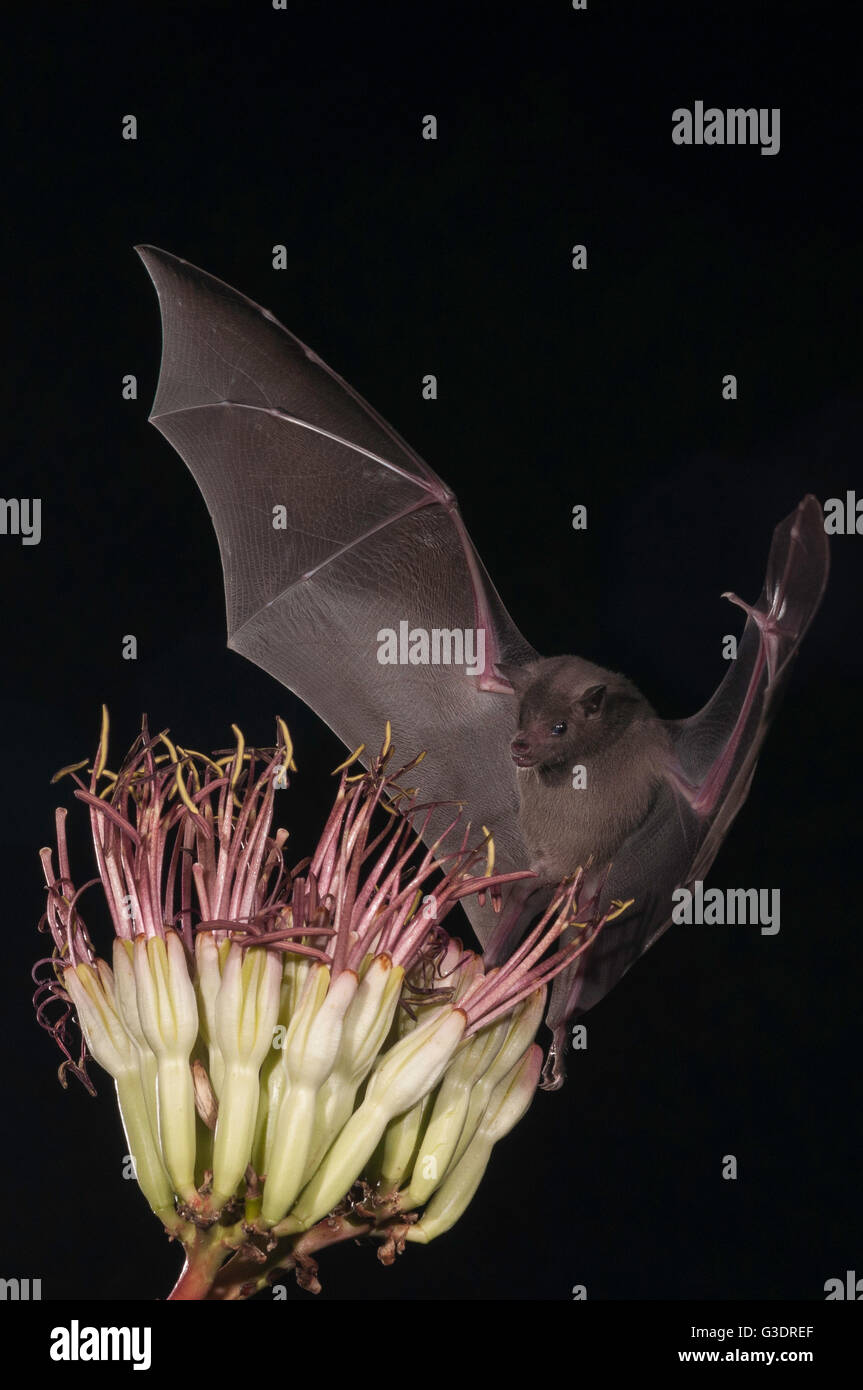 Lesser long-nosed bat, Leptonycteris yerbabuenae (curasoae), feeding on agave blooms, Green Valley, Arizona, USA Stock Photo