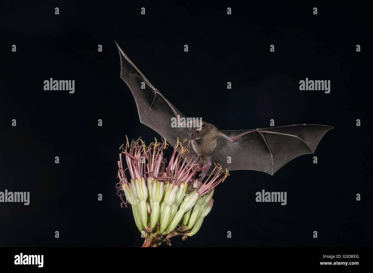 Lesser long-nosed bat, Leptonycteris yerbabuenae (curasoae), feeding on agave blooms, Green Valley, Arizona, USA Stock Photo