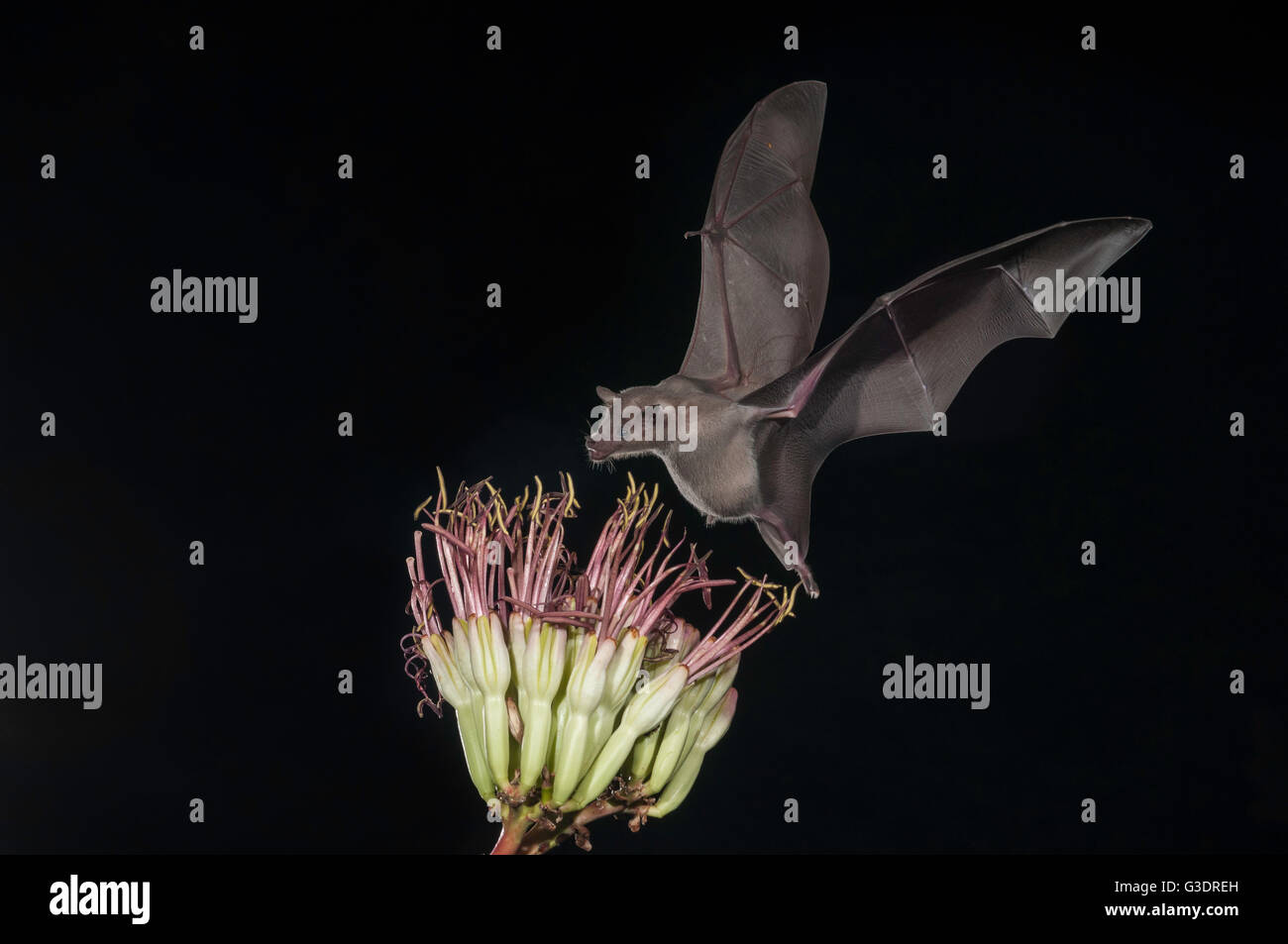 Lesser long-nosed bat, Leptonycteris yerbabuenae (curasoae), feeding on agave blooms, Green Valley, Arizona, USA Stock Photo
