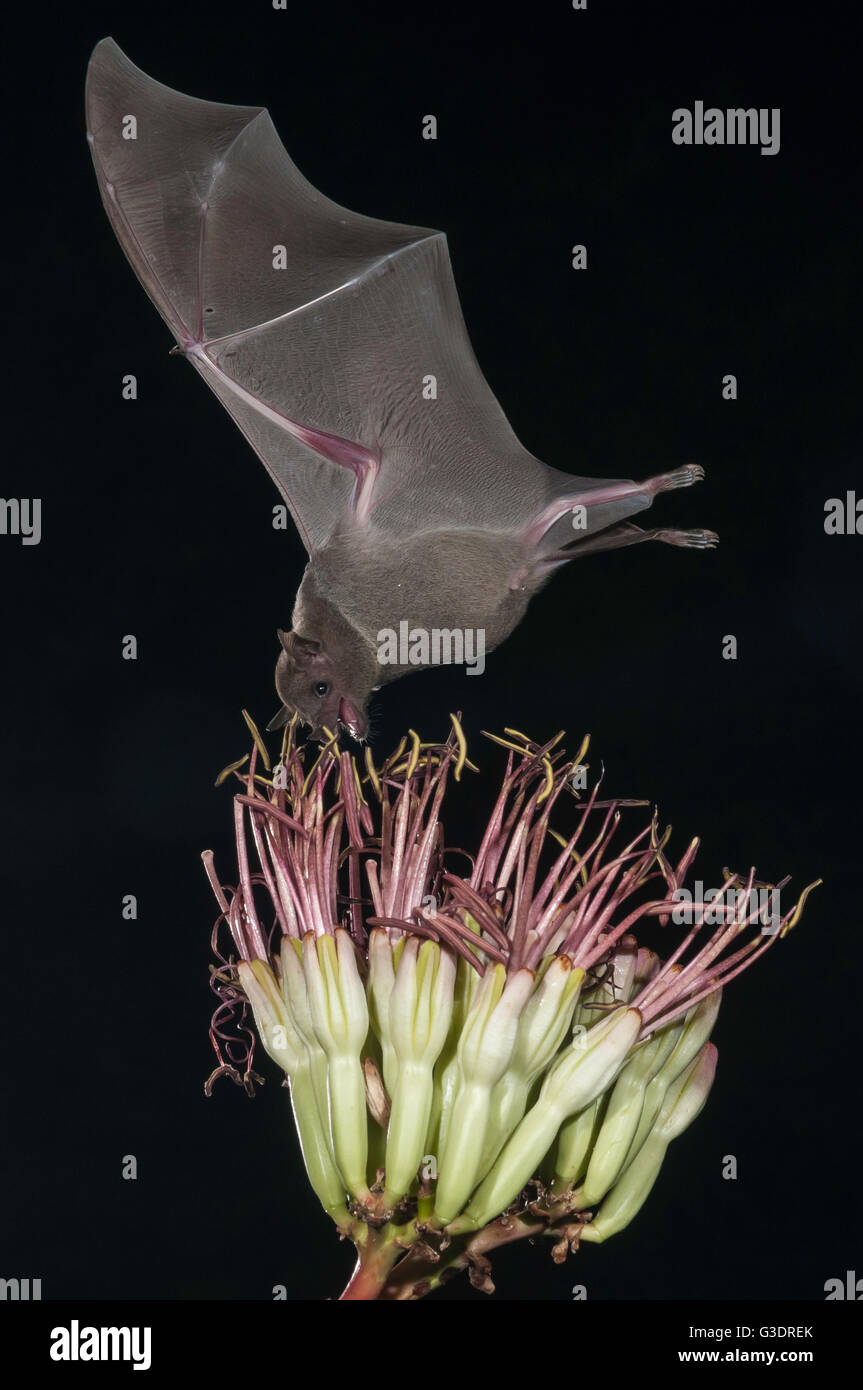 Lesser long-nosed bat, Leptonycteris yerbabuenae (curasoae), feeding on agave blooms, Green Valley, Arizona, USA Stock Photo