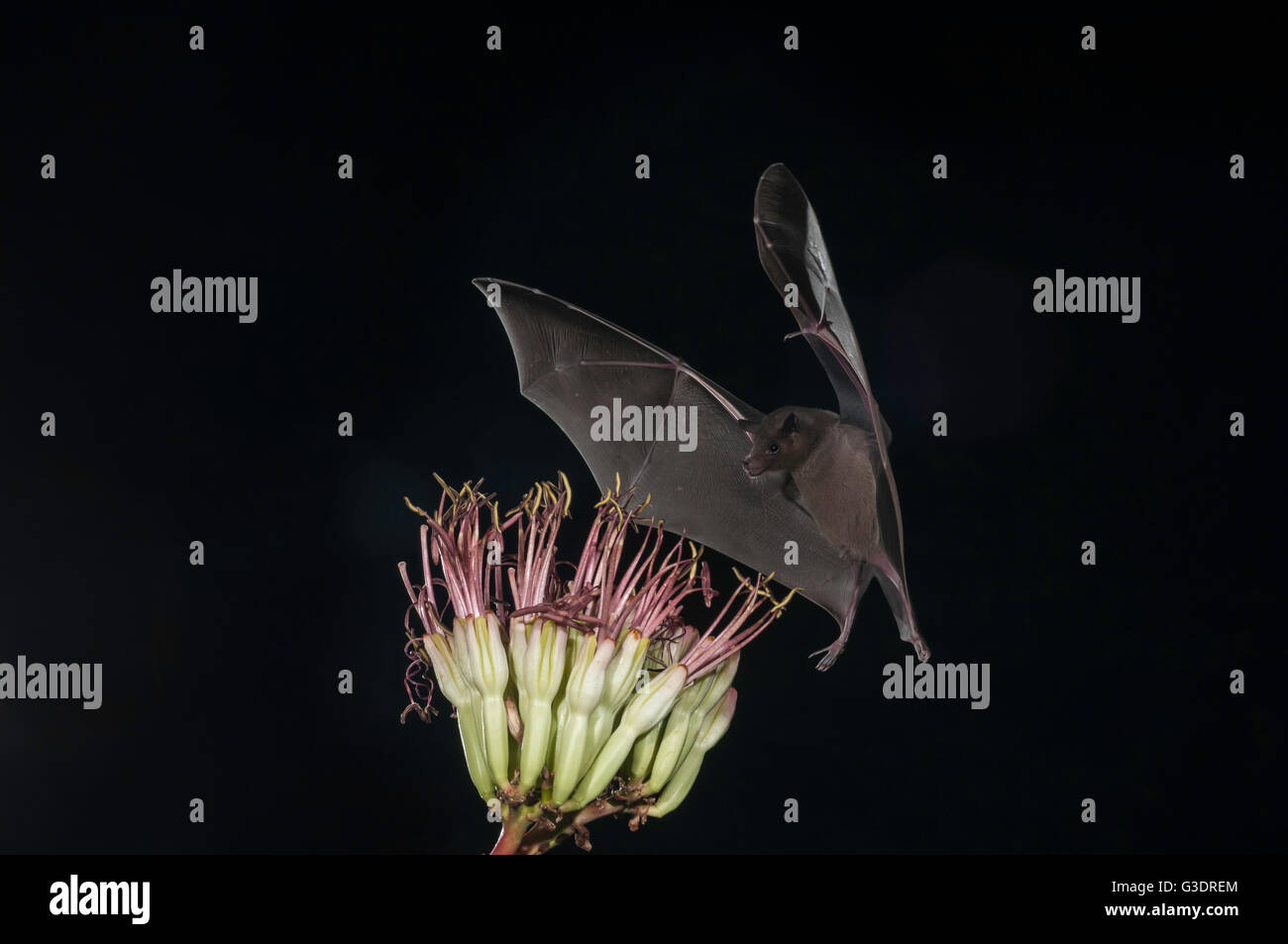 Lesser long-nosed bat, Leptonycteris yerbabuenae (curasoae), feeding on agave blooms, Green Valley, Arizona, USA Stock Photo