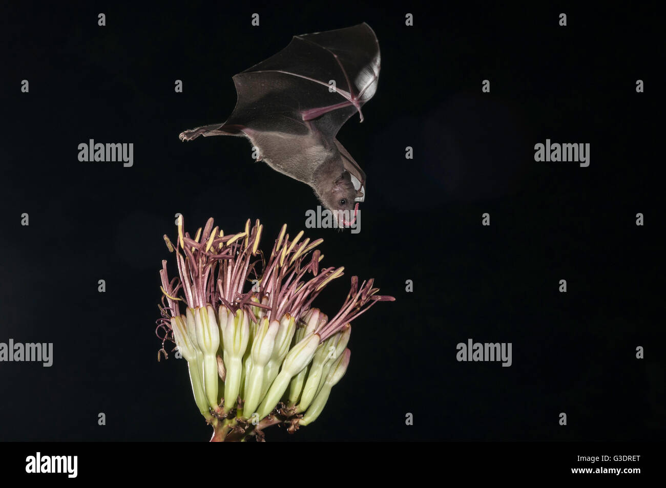 Lesser long-nosed bat, Leptonycteris yerbabuenae (curasoae), feeding on agave blooms, Green Valley, Arizona, USA Stock Photo