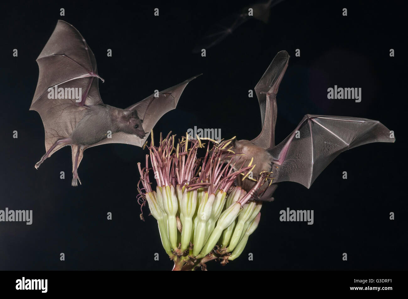 Lesser long-nosed bat, Leptonycteris yerbabuenae (curasoae), feeding on agave blooms, Green Valley, Arizona, USA Stock Photo