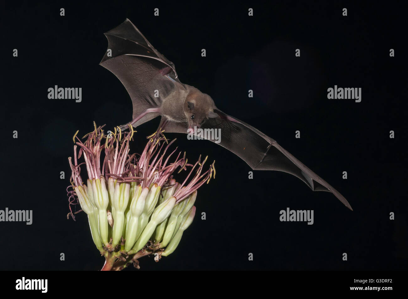 Lesser long-nosed bat, Leptonycteris yerbabuenae (curasoae), feeding on agave blooms, Green Valley, Arizona, USA Stock Photo