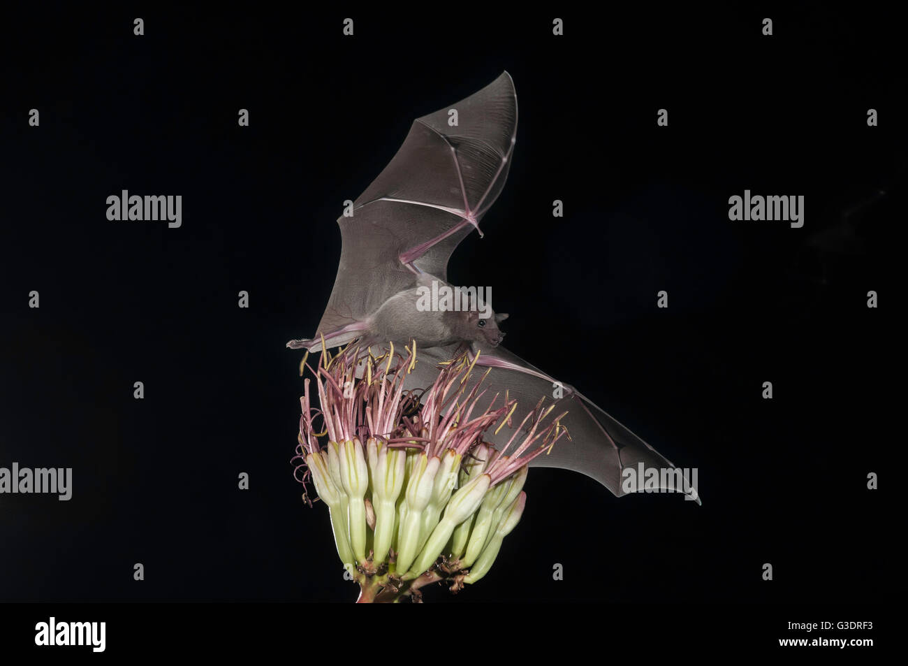 Lesser long-nosed bat, Leptonycteris yerbabuenae (curasoae), feeding on agave blooms, Green Valley, Arizona, USA Stock Photo