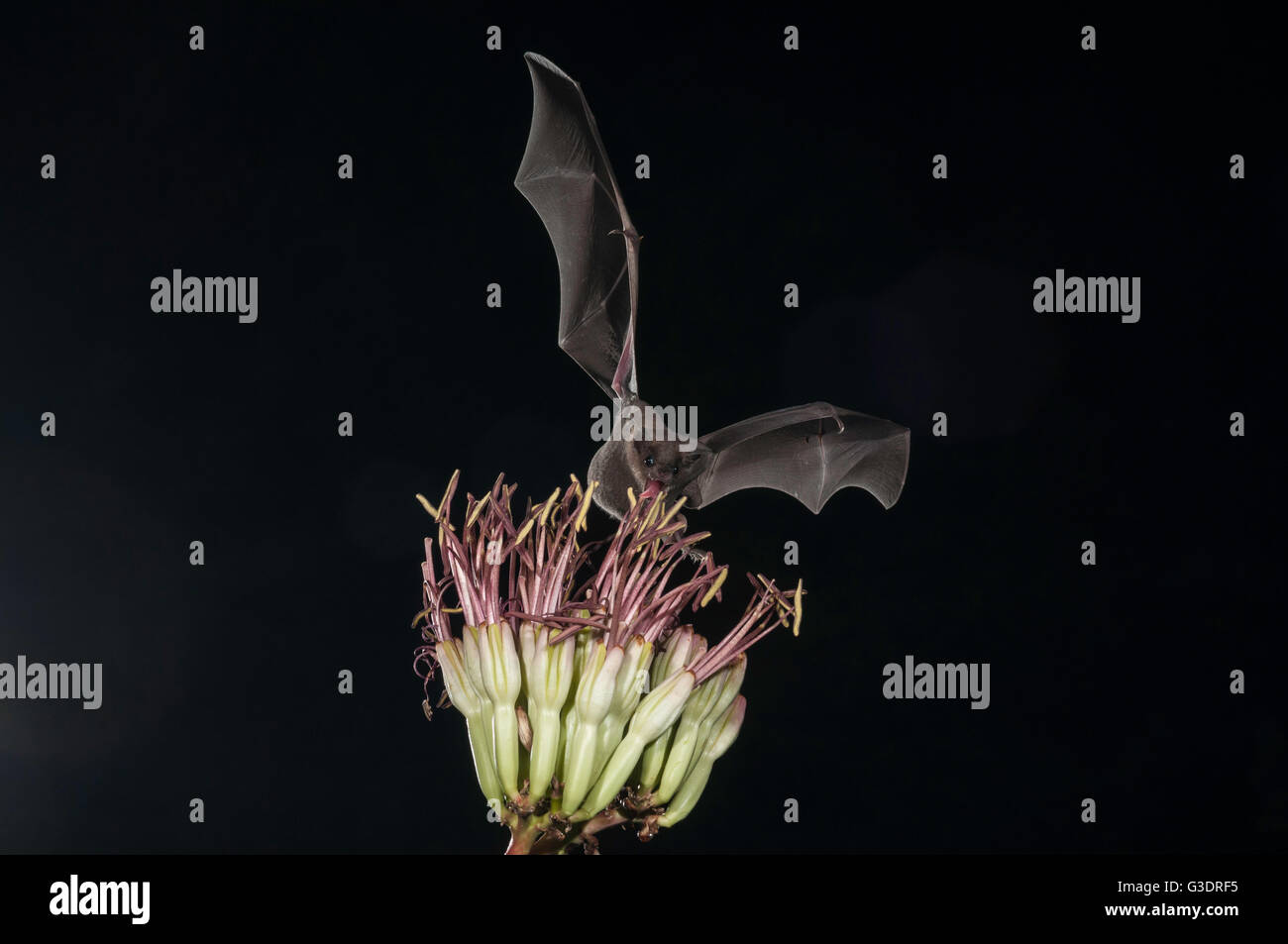 Lesser long-nosed bat, Leptonycteris yerbabuenae (curasoae), feeding on agave blooms, Green Valley, Arizona, USA Stock Photo