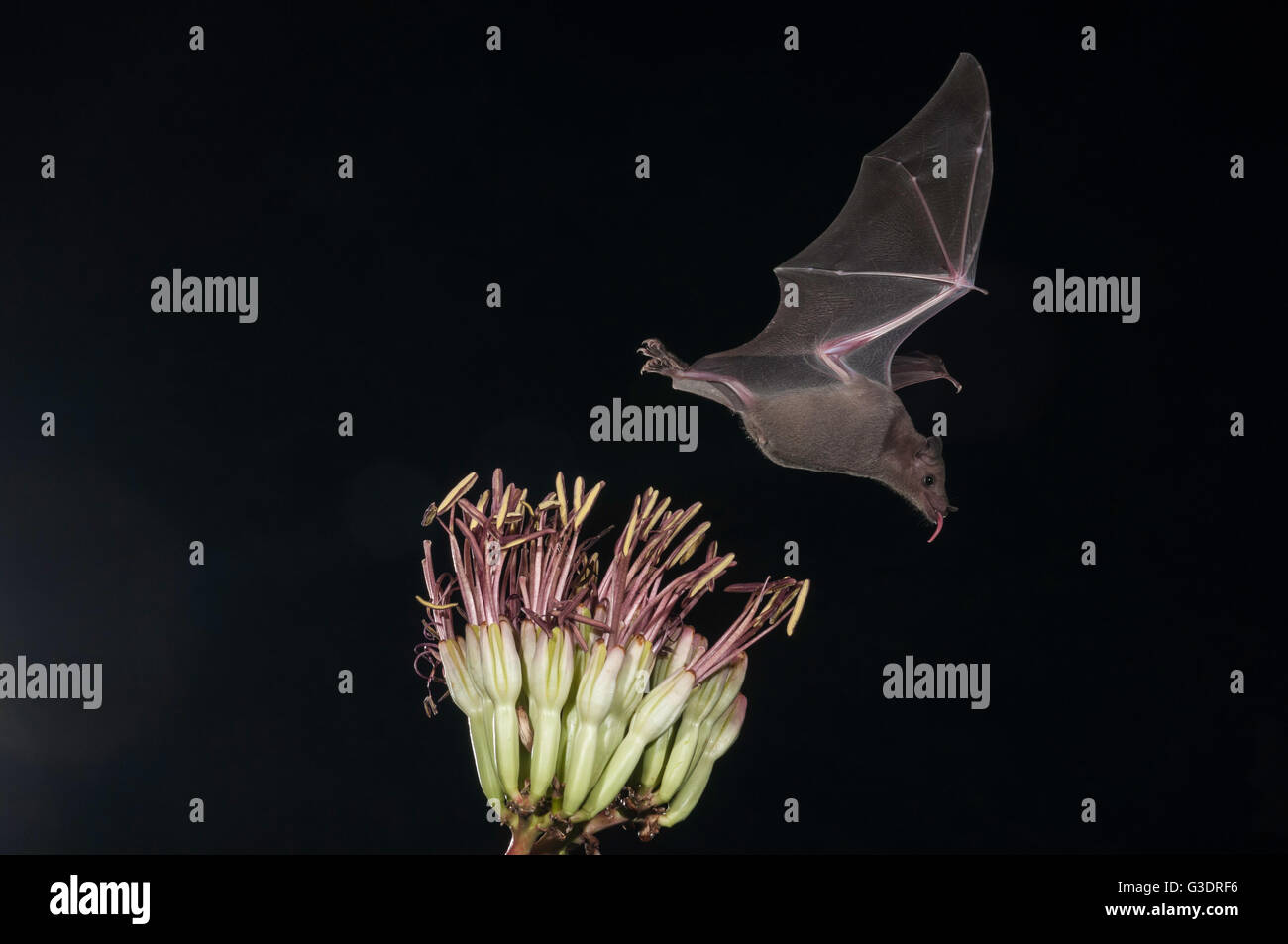 Lesser long-nosed bat, Leptonycteris yerbabuenae (curasoae), feeding on agave blooms, Green Valley, Arizona, USA Stock Photo