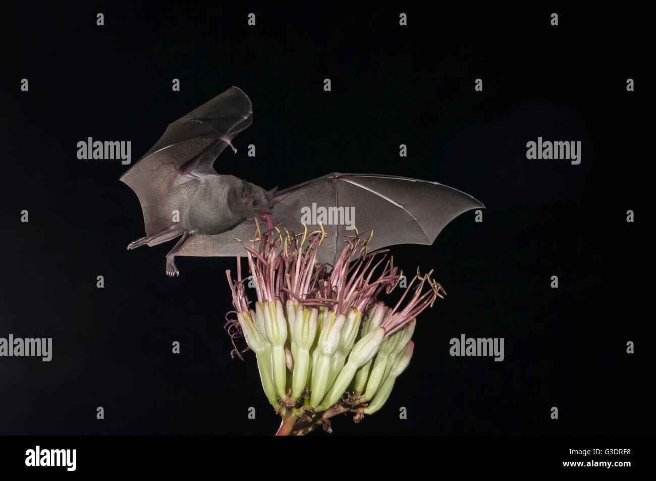 Lesser long-nosed bat, Leptonycteris yerbabuenae (curasoae), feeding on agave blooms, Green Valley, Arizona, USA Stock Photo