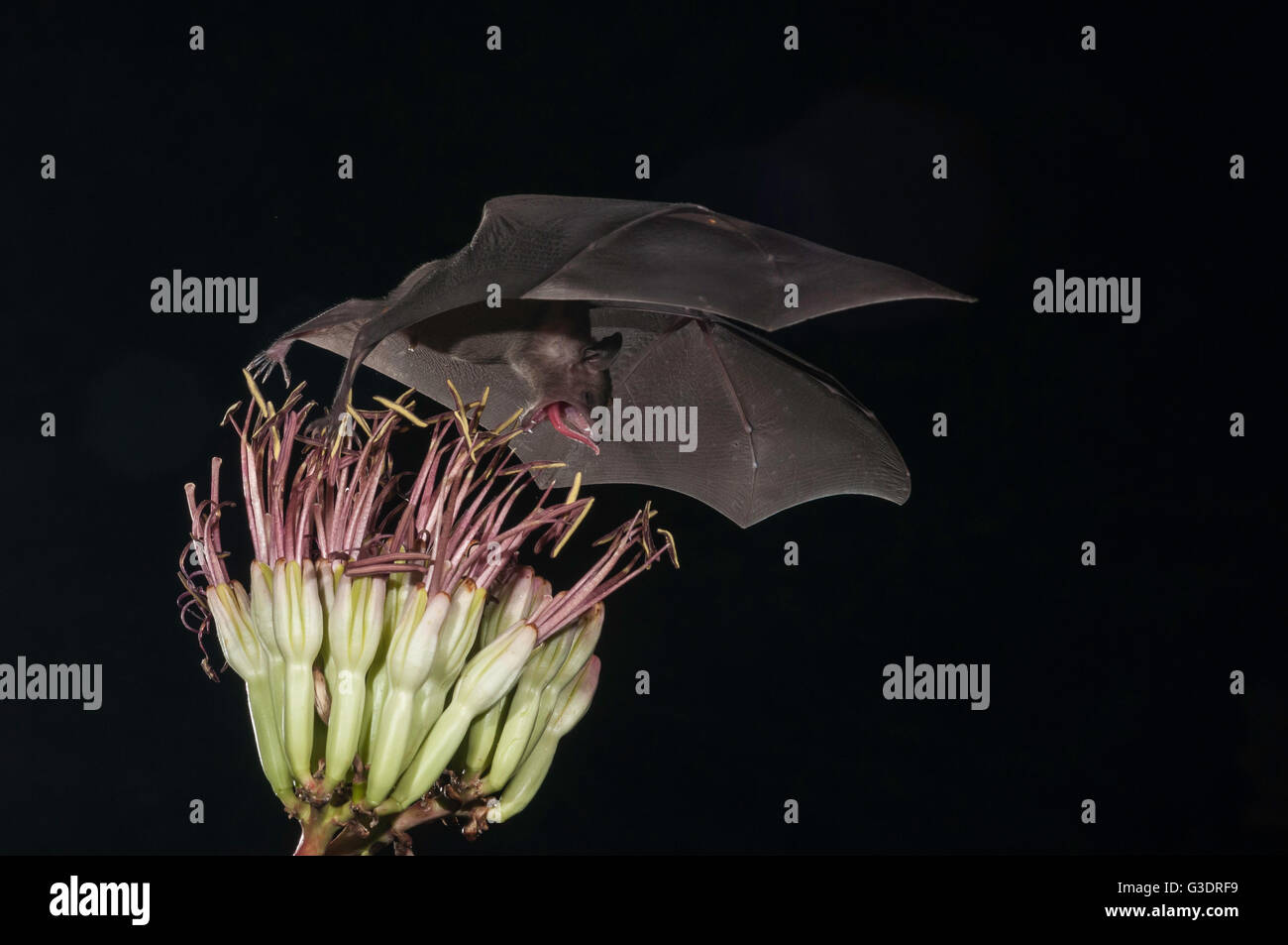 Lesser long-nosed bat, Leptonycteris yerbabuenae (curasoae), feeding on agave blooms, Green Valley, Arizona, USA Stock Photo