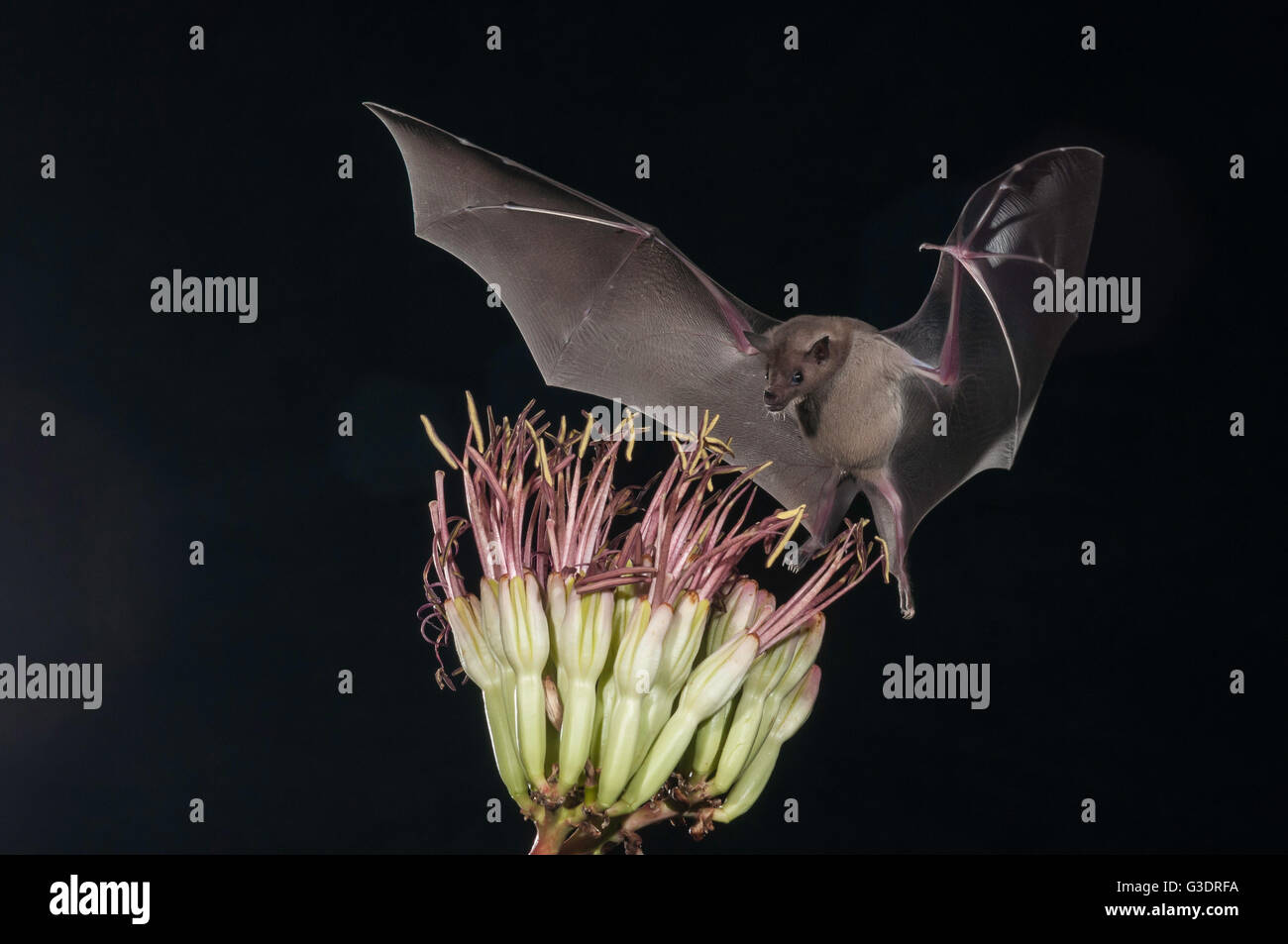 Lesser long-nosed bat, Leptonycteris yerbabuenae (curasoae), feeding on agave blooms, Green Valley, Arizona, USA Stock Photo