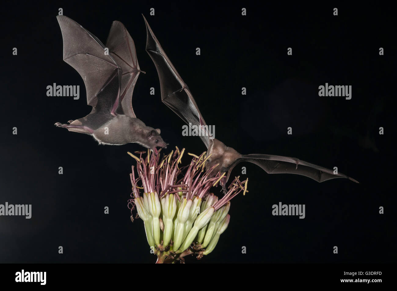 Lesser long-nosed bat, Leptonycteris yerbabuenae (curasoae), feeding on agave blooms, Green Valley, Arizona, USA Stock Photo
