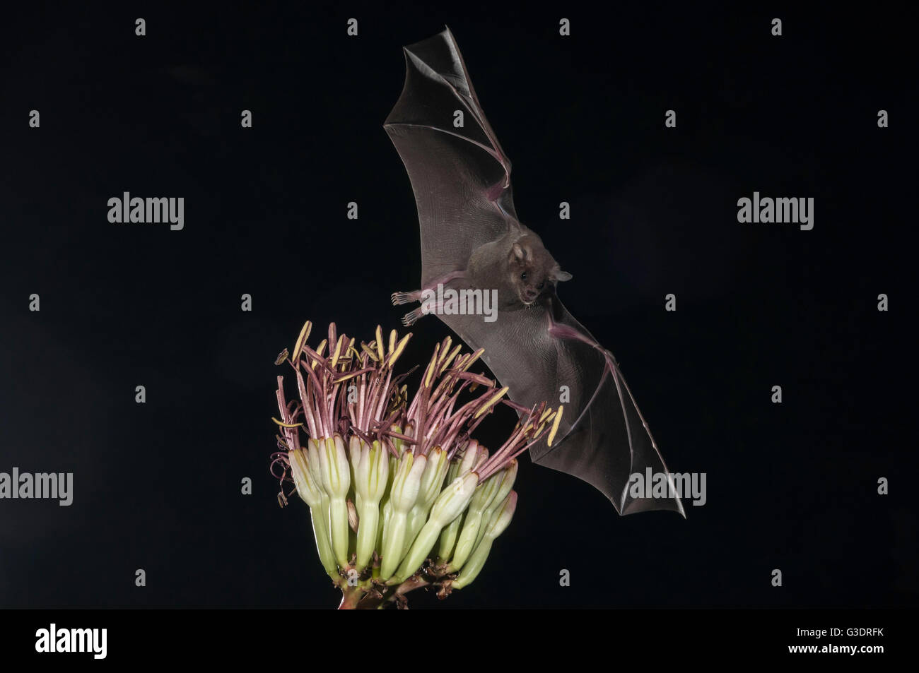 Lesser long-nosed bat, Leptonycteris yerbabuenae (curasoae), feeding on agave blooms, Green Valley, Arizona, USA Stock Photo