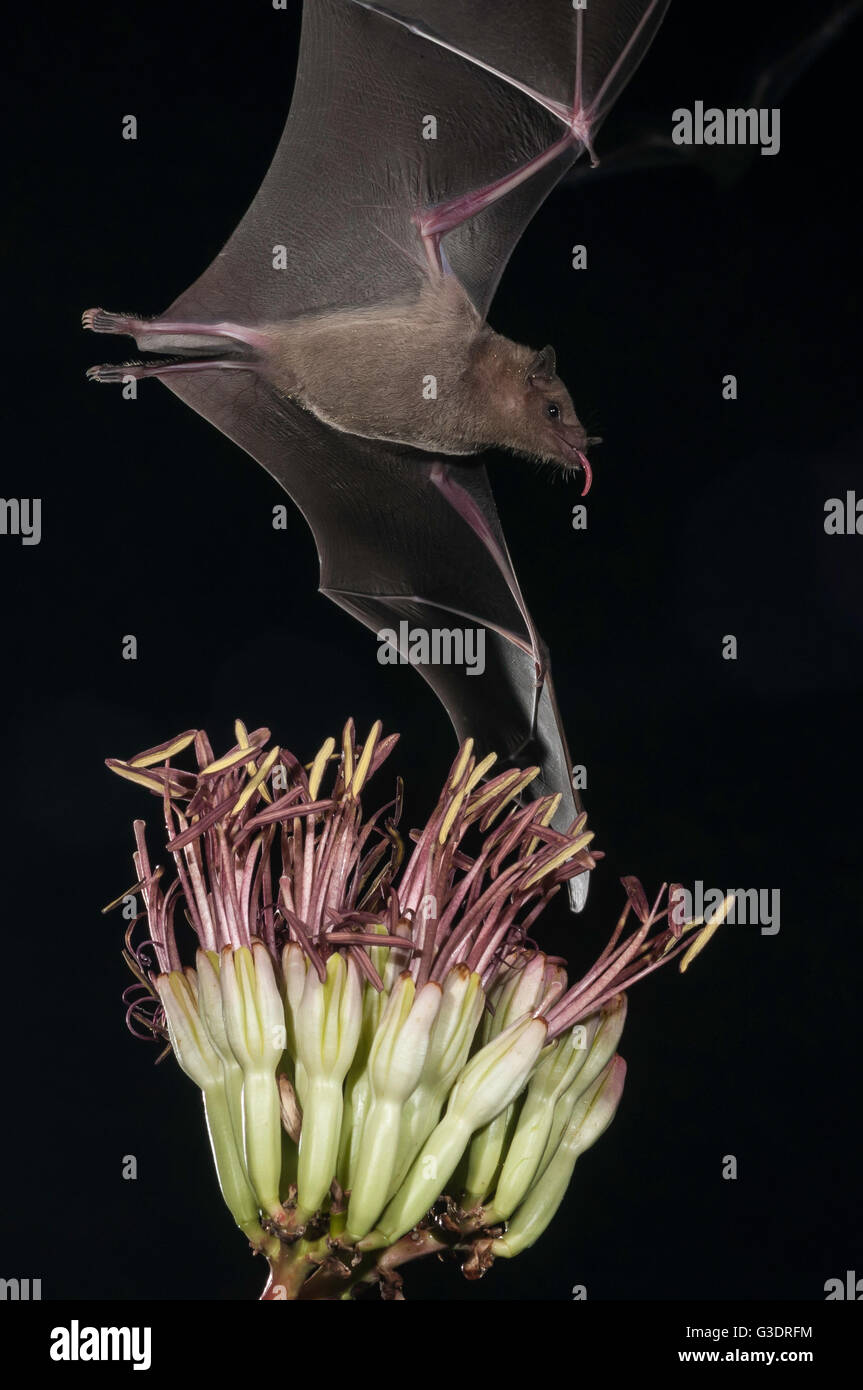 Lesser long-nosed bat, Leptonycteris yerbabuenae (curasoae), feeding on agave blooms, Green Valley, Arizona, USA Stock Photo