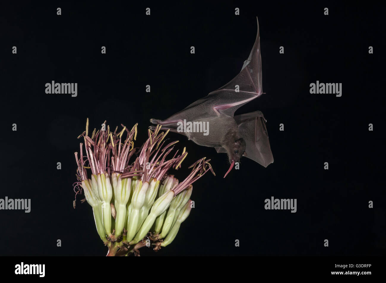 Lesser long-nosed bat, Leptonycteris yerbabuenae (curasoae), feeding on agave blooms, Green Valley, Arizona, USA Stock Photo