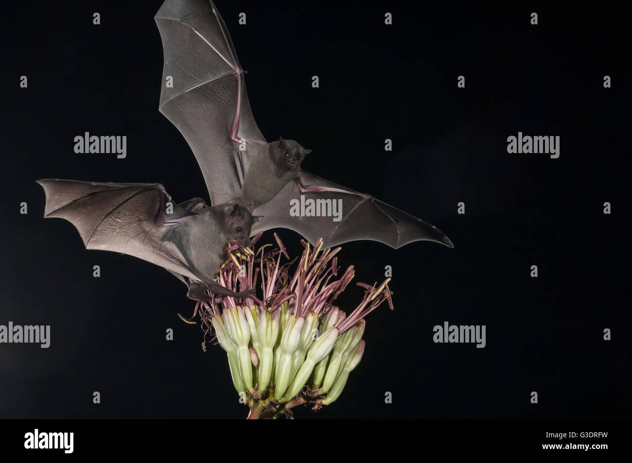 Lesser long-nosed bat, Leptonycteris yerbabuenae (curasoae), feeding on agave blooms, Green Valley, Arizona, USA Stock Photo