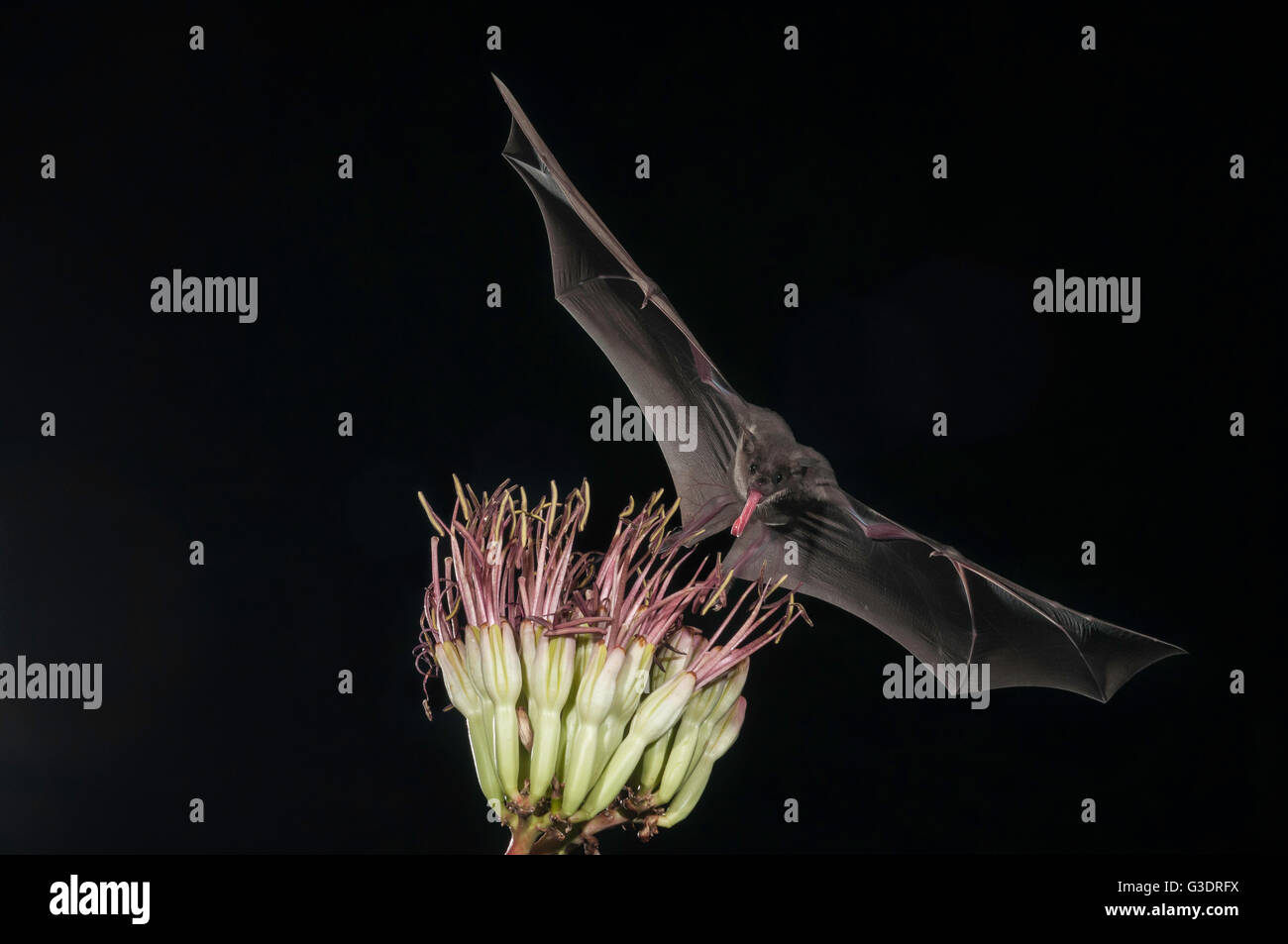 Lesser long-nosed bat, Leptonycteris yerbabuenae (curasoae), feeding on agave blooms, Green Valley, Arizona, USA Stock Photo