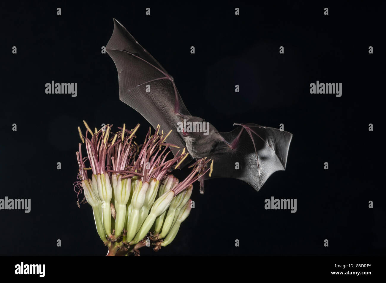Lesser long-nosed bat, Leptonycteris yerbabuenae (curasoae), feeding on agave blooms, Green Valley, Arizona, USA Stock Photo