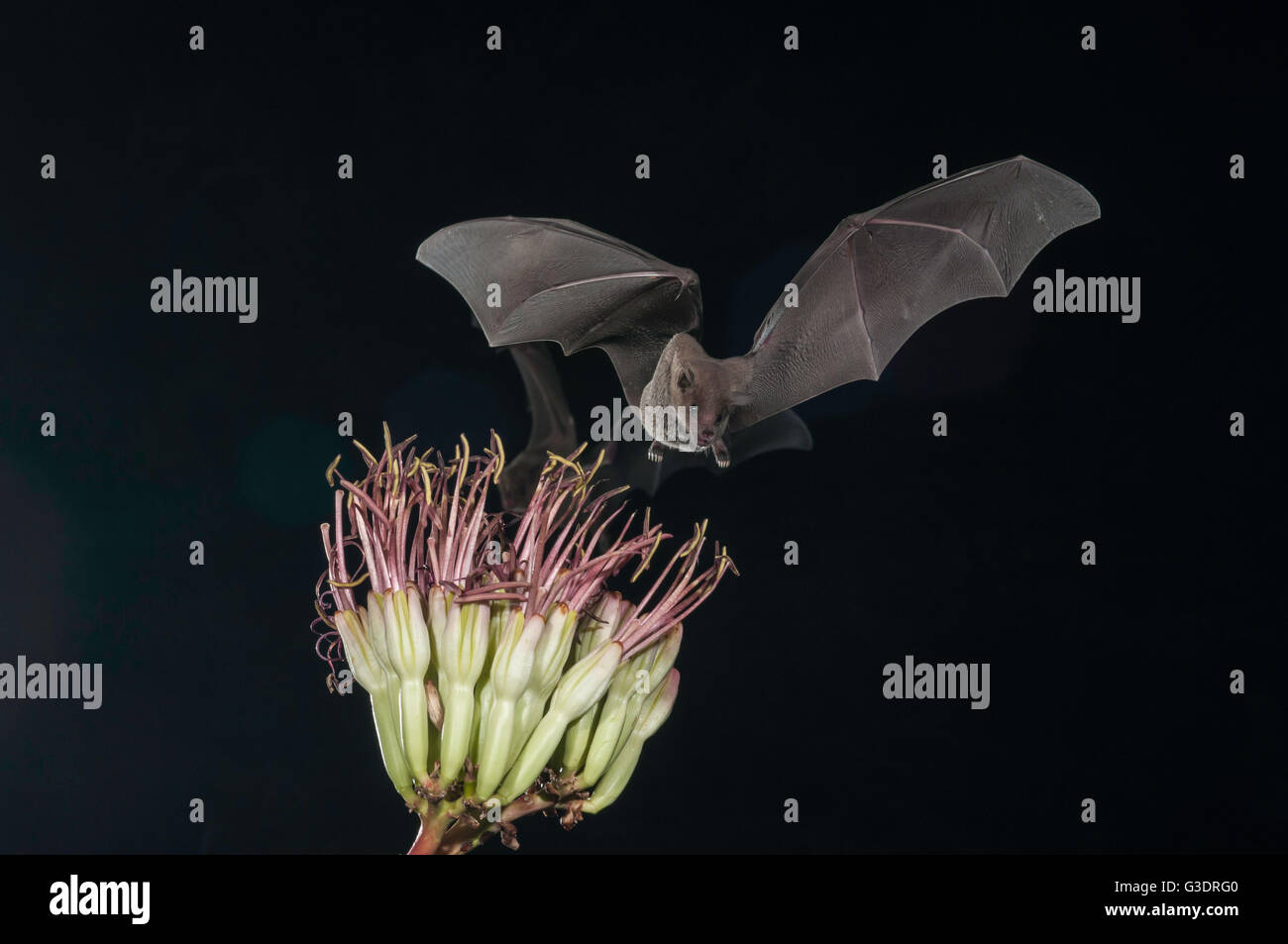 Lesser long-nosed bat, Leptonycteris yerbabuenae (curasoae), feeding on agave blooms, Green Valley, Arizona, USA Stock Photo