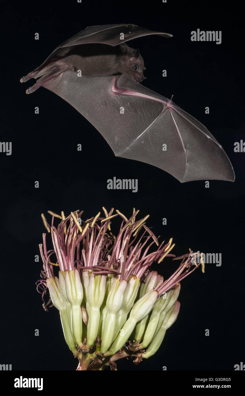 Lesser long-nosed bat, Leptonycteris yerbabuenae (curasoae), feeding on agave blooms, Green Valley, Arizona, USA Stock Photo