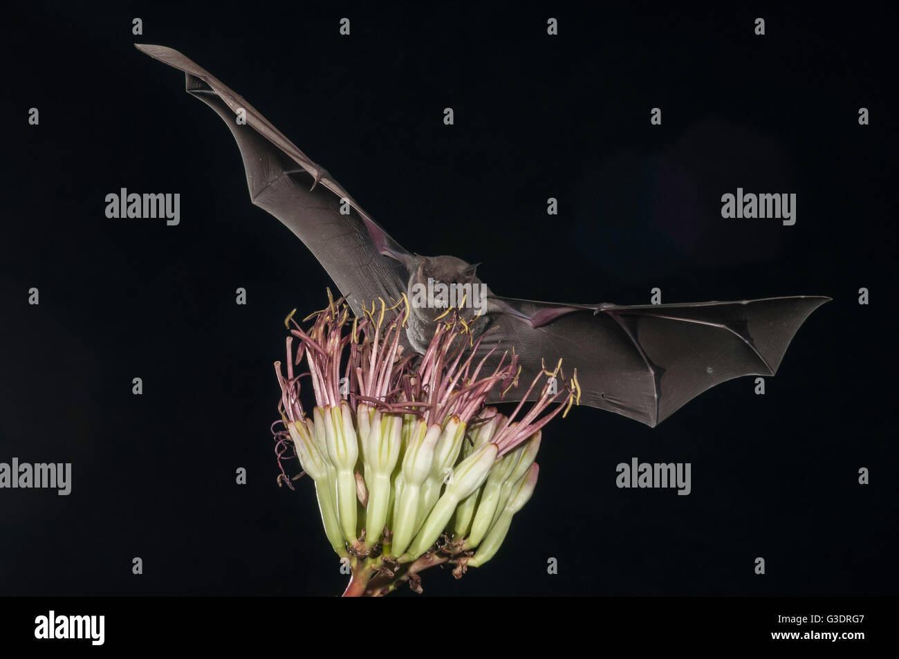 Lesser long-nosed bat, Leptonycteris yerbabuenae (curasoae), feeding on agave blooms, Green Valley, Arizona, USA Stock Photo