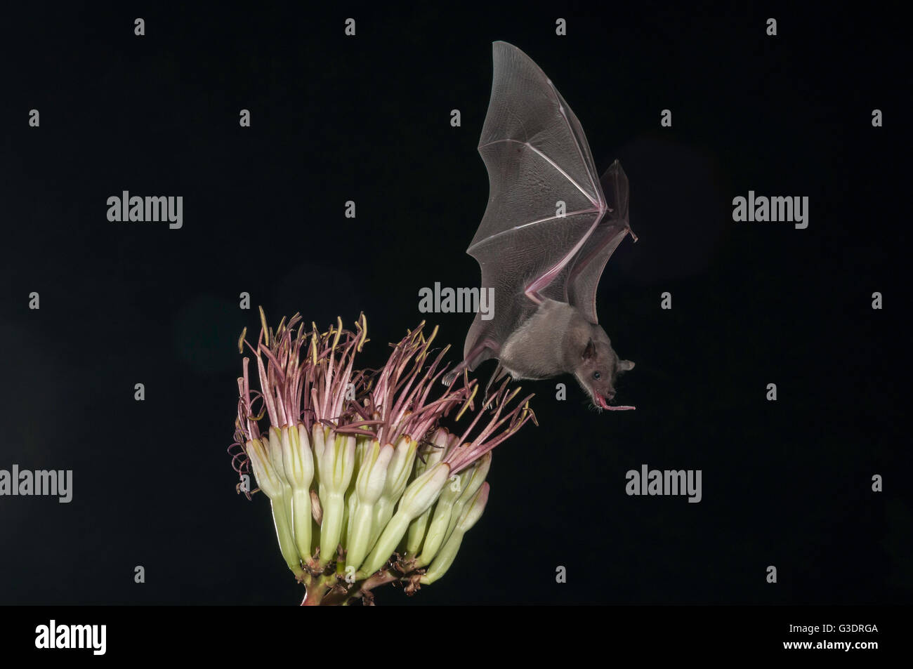 Lesser long-nosed bat, Leptonycteris yerbabuenae (curasoae), feeding on agave blooms, Green Valley, Arizona, USA Stock Photo