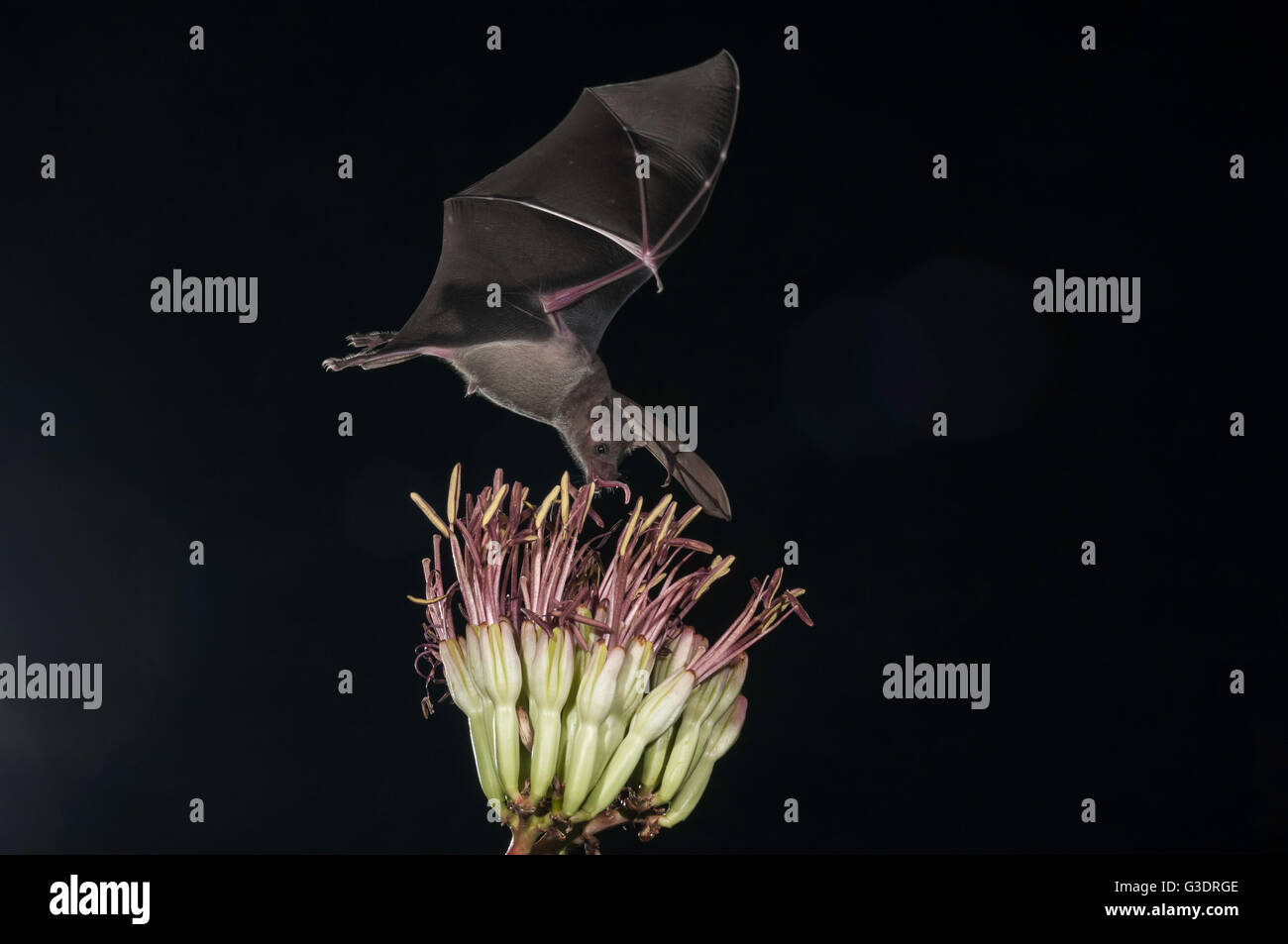 Lesser long-nosed bat, Leptonycteris yerbabuenae (curasoae), feeding on agave blooms, Green Valley, Arizona, USA Stock Photo