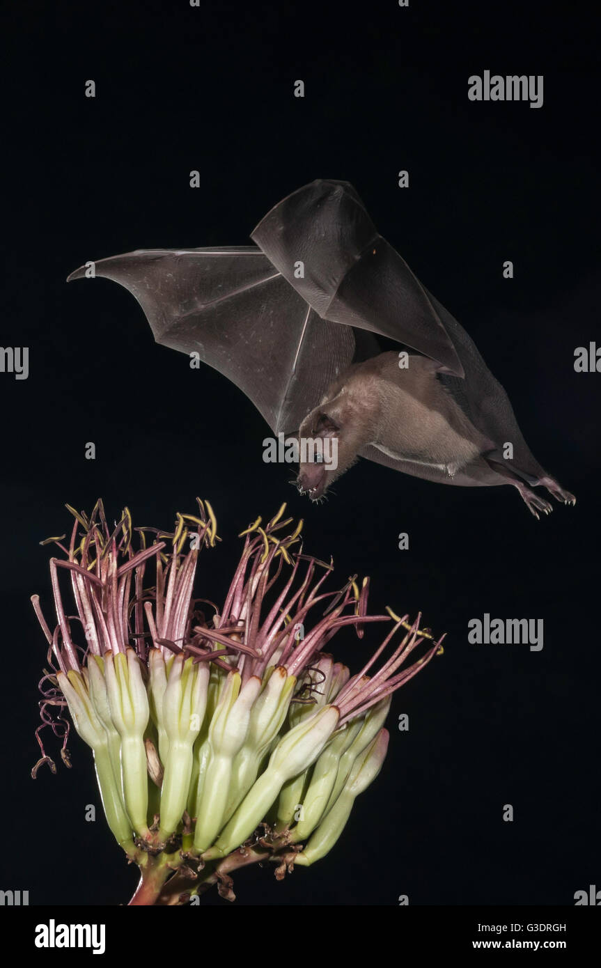 Lesser long-nosed bat, Leptonycteris yerbabuenae (curasoae), feeding on agave blooms, Green Valley, Arizona, USA Stock Photo