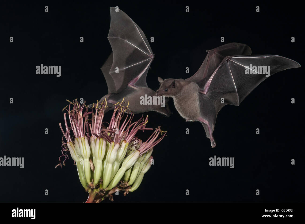 Lesser long-nosed bat, Leptonycteris yerbabuenae (curasoae), feeding on agave blooms, Green Valley, Arizona, USA Stock Photo