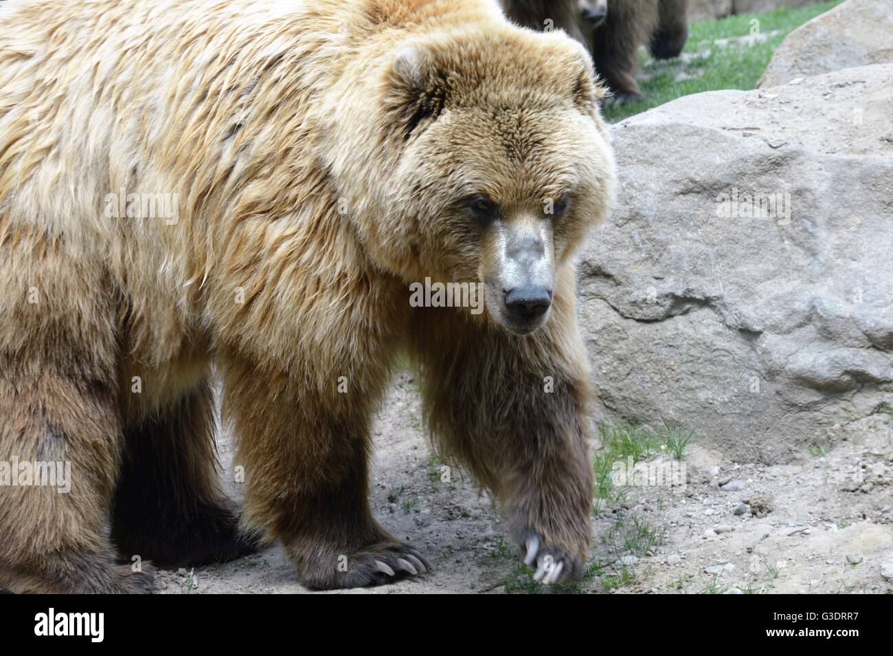 A Russian Grizzly Bear in the outdoors Stock Photo - Alamy