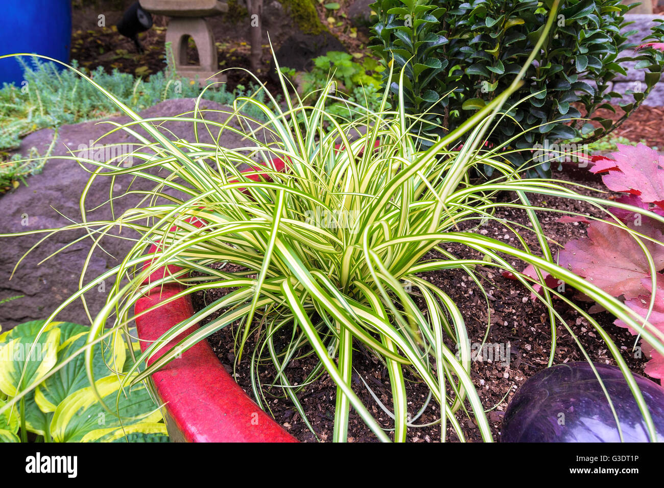 Variegated Japanese Sage Grass  Plant Foliage Closeup Macro Stock Photo