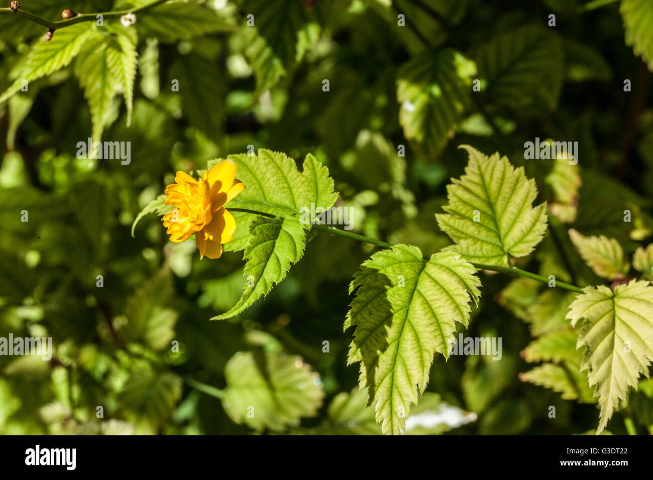 Kerria japonica Stock Photo