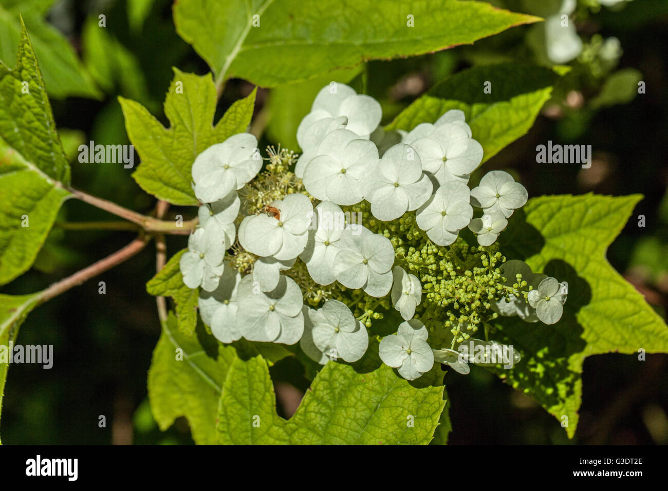 Hydrangea quercifolia Stock Photo