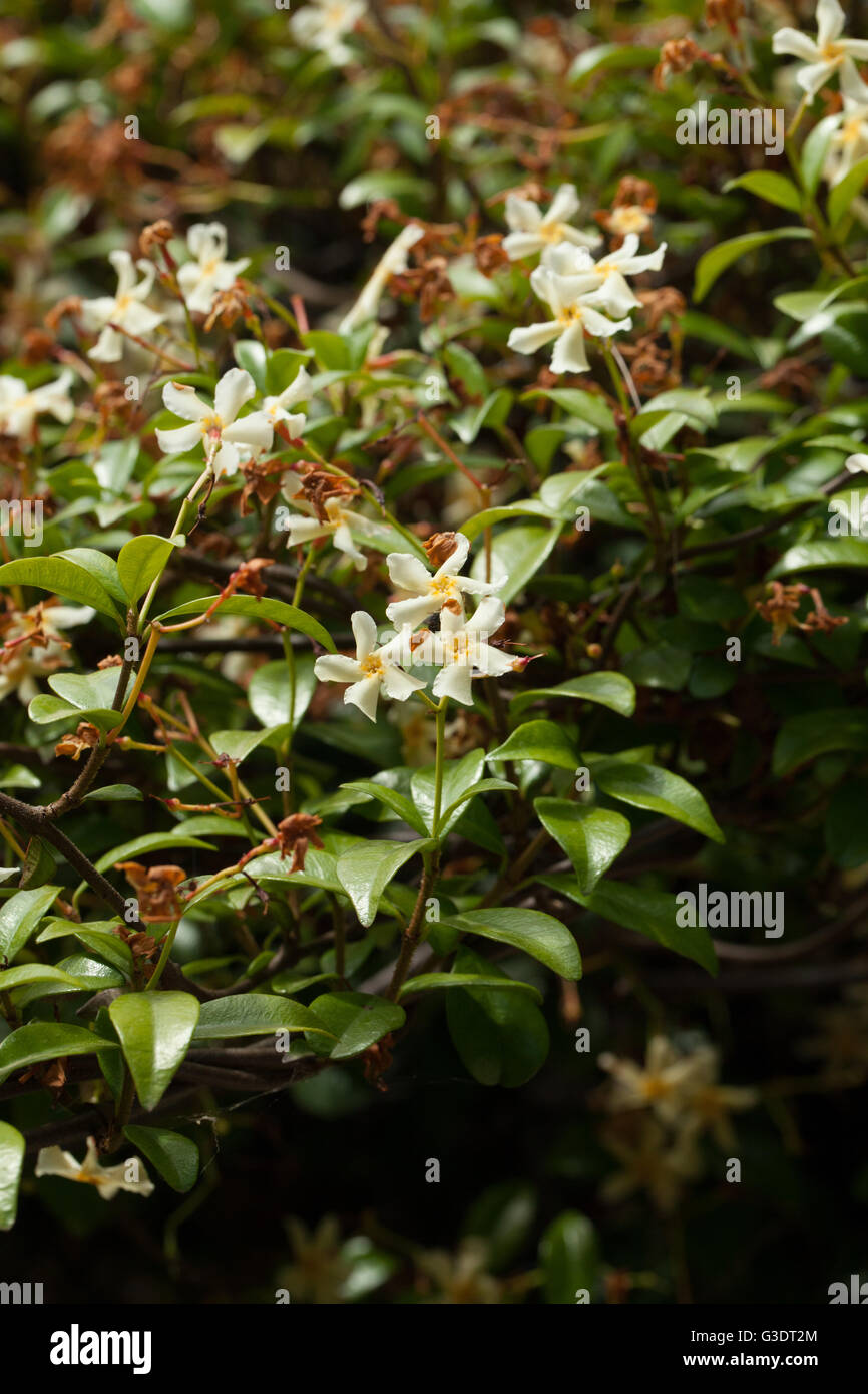 Trachelospermum asiaticum Stock Photo