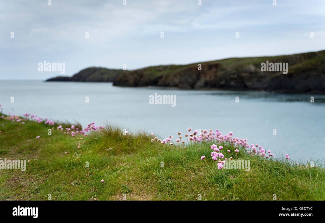 Bright sea thrift on a cliff side in Pembrokeshire, Wales. Stock Photo