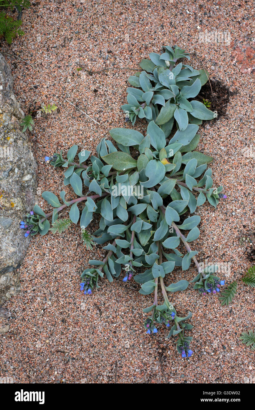 Oyster plant flowering - Mertensia maritima - North east of Scotland shore Stock Photo