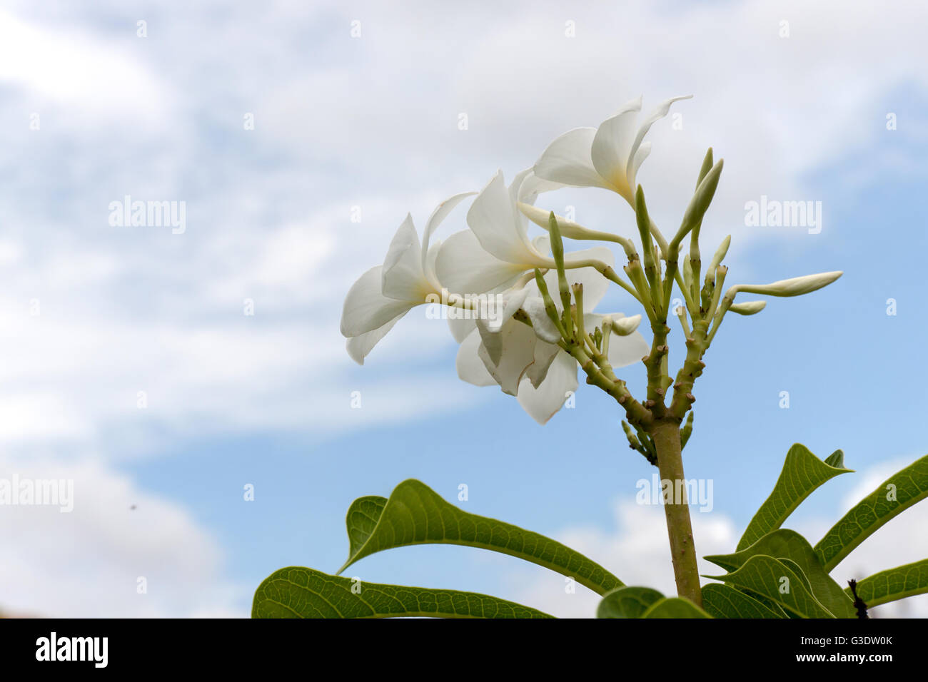 White Frangipani, Plumeria pudica or Bridal Bouquet in sky background Stock Photo