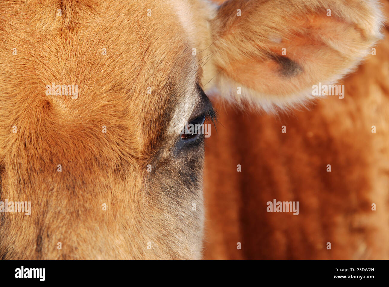 Close up photo of a cow's face with focus on the eye and out of focus body Stock Photo