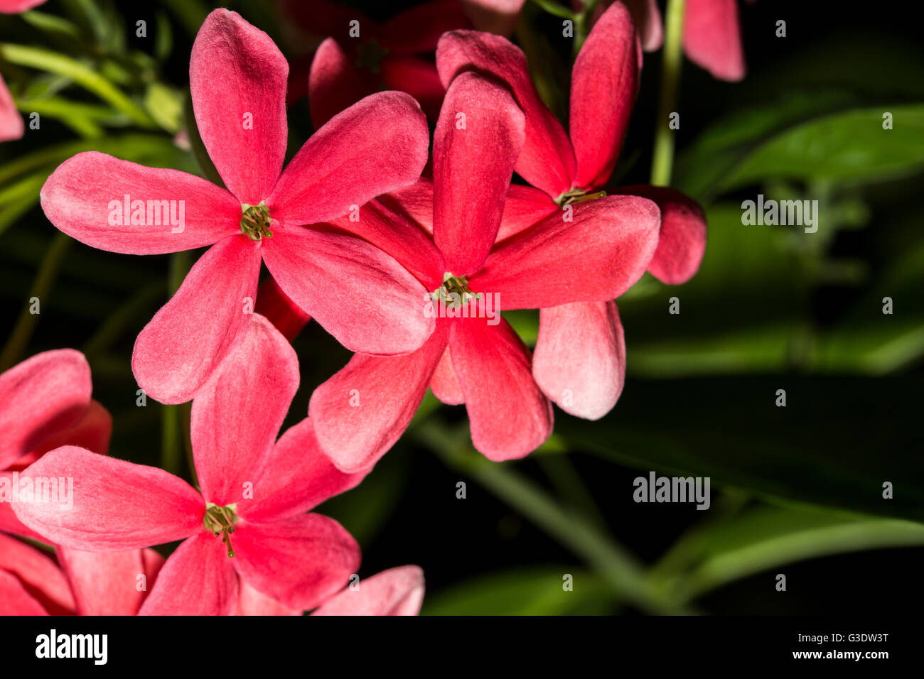 Detail of a bunch of red flowers in flash with green leaves Stock Photo