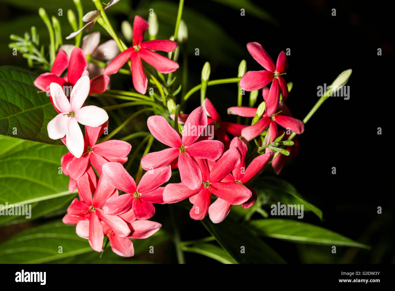 Bright pink and red flowers in flash with green leaves Stock Photo