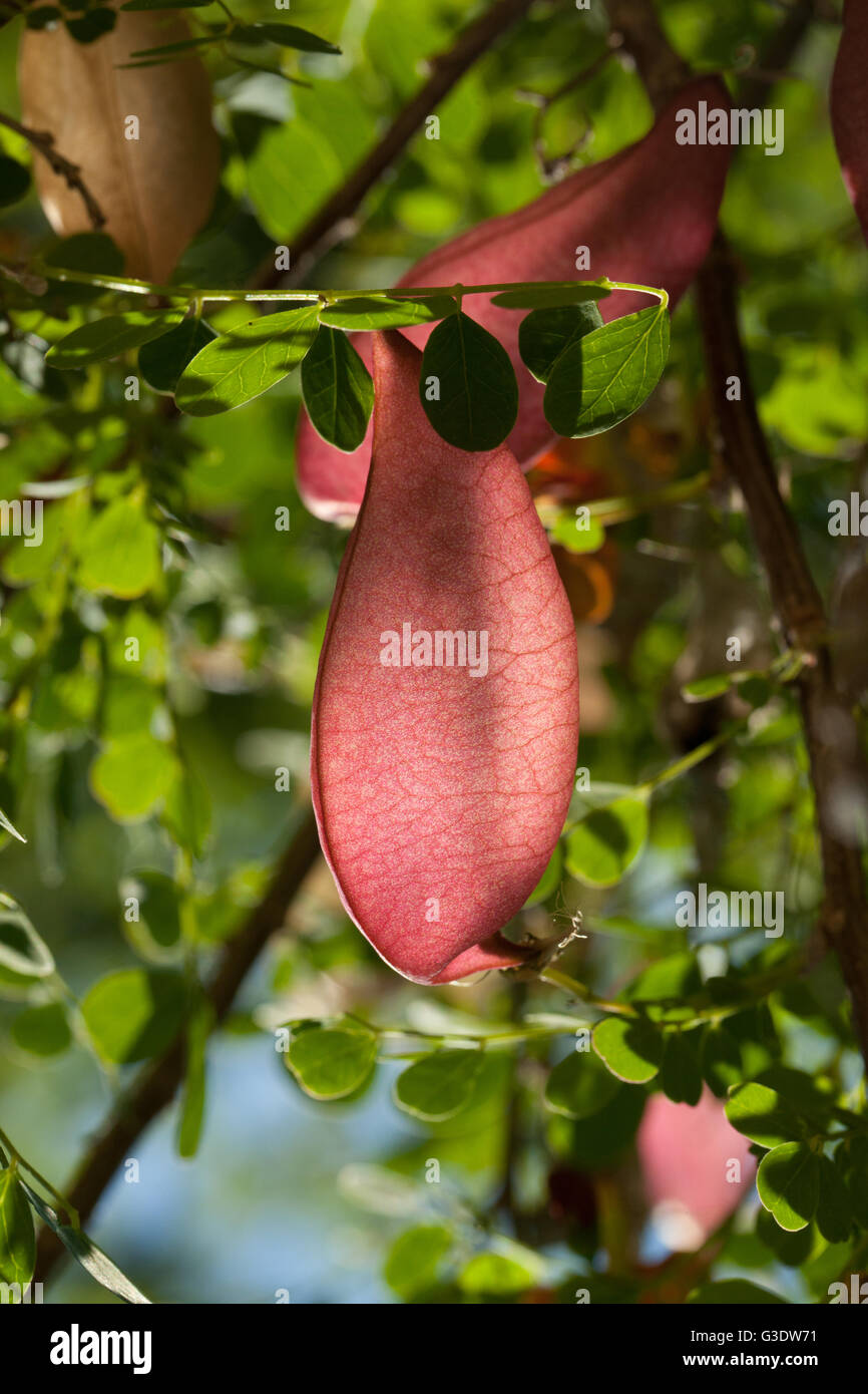 Colutea arborescens Stock Photo