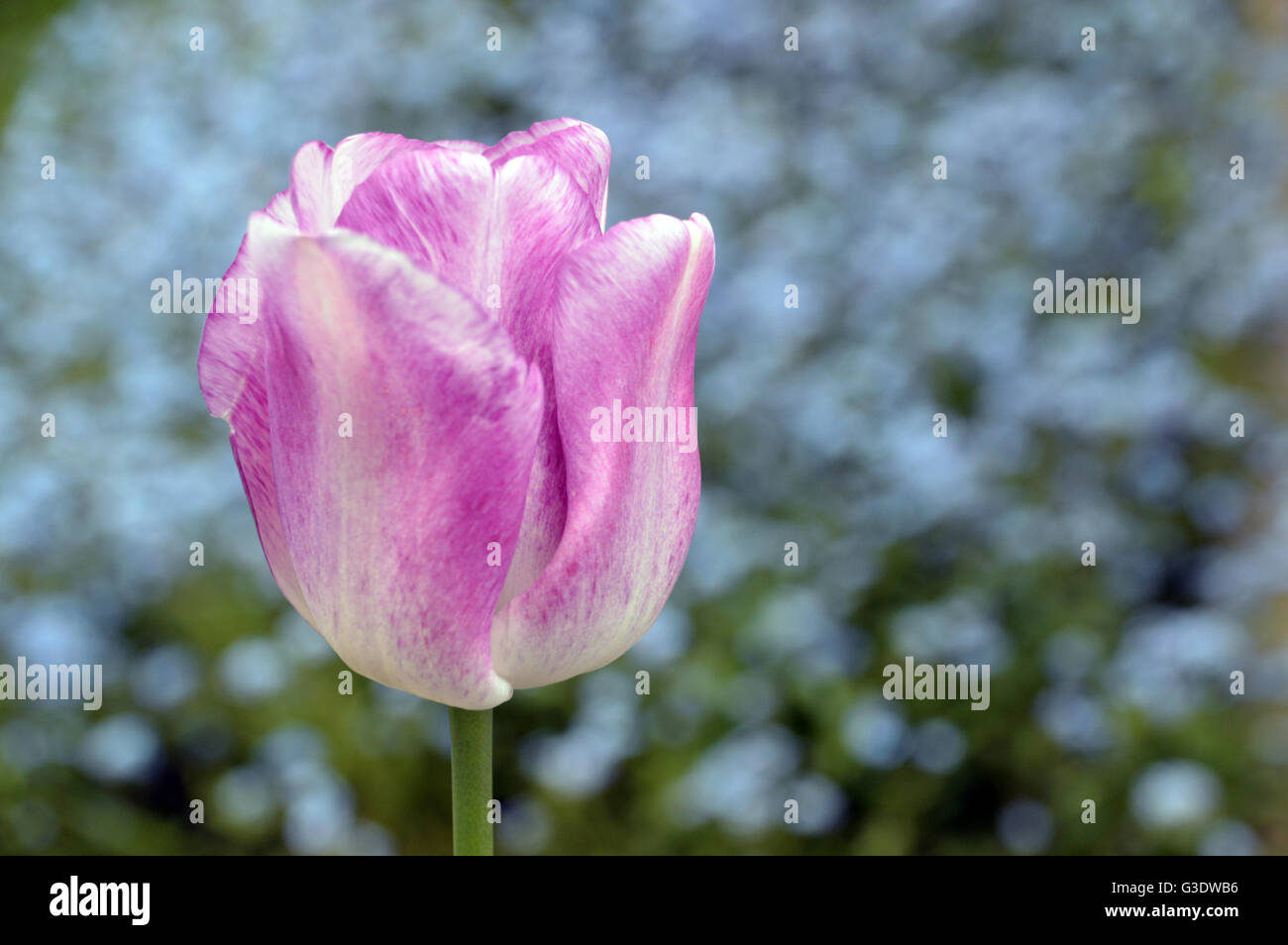 Single Shirley Tulip Flower Head on Floral Background Stock Photo